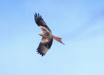 Red Kite, Malcolm Dennis Red Kite