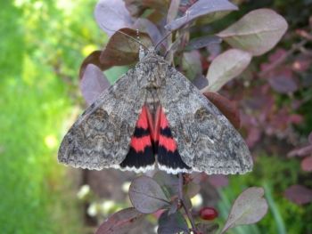 Red Underwing, Sharow, near Ripon 00/08/2013 Jill Warwick Red Underwing