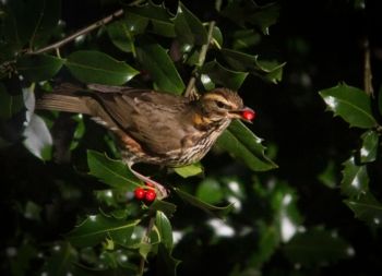 Redwing Harlow Hill 24/12/2013 Malcolm Jones Redwing