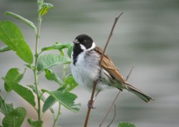 Reed Bunting, Farnham, 19/05/2011 Mike Smithson Reed Bunting
