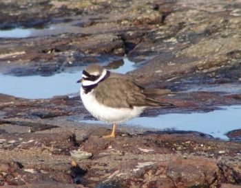 Ringed Plover, Farnham GP, 26/11/2006 Ian Webster Ringed Plover
