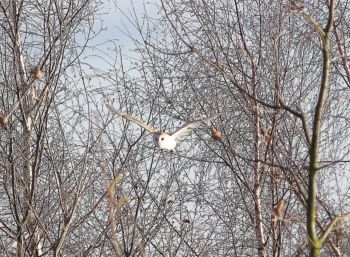Barn Owl, Rising Sun Farm, Aldwark, Mar 2009 David Tipping Barn Owl