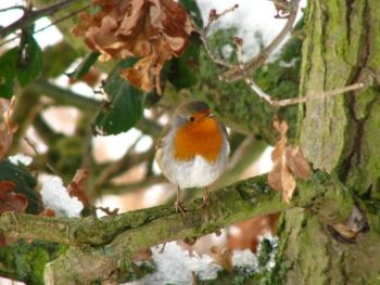 Robin, Farnham, 05/12/2010 Mike Smithson Robin