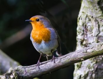 Robin, Harlow Hill 14/04/2014 Malcolm Jones Robin