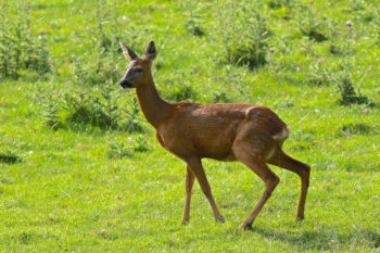 Roe Deer ♀, Knox 07/07/2014 Peter Thomson Roe Deer ♀