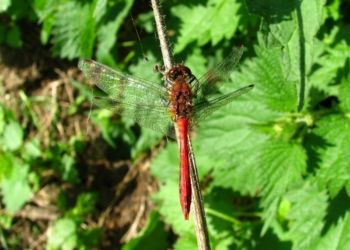 Ruddy Darter, Farnham 22/08/2010 Mike Smithson Ruddy Darter