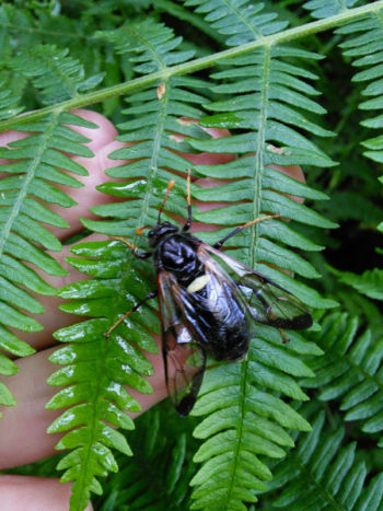 Birch Sawfly, Farnham GP 01/07/2014 Rob Starbuck Sawfly, Birch