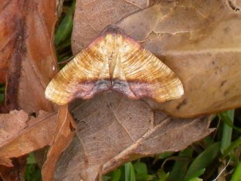 Scorched Wing, Sharow, near Ripon 00/06/2013 Jill Warwick Scorched Wing