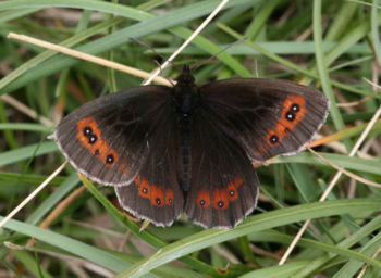 Scotch Argus, Smardale, 29/07/2012 David Tipping Scotch Argus