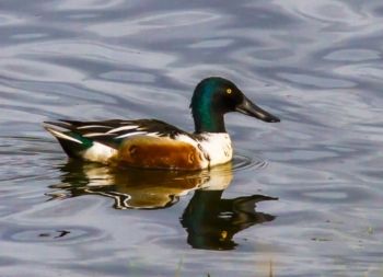 Shoveler ♂ Nosterfield Res. 07/05/2014 Malcolm Jones Shoveler