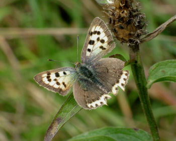 Small Copper (AB), Almsford Bank Aug 2006 David Tipping Small Copper