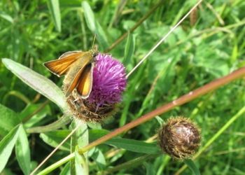 Small Skipper, Farnham GP 14/07/2013 Mike Smithson Small Skipper