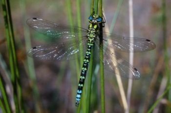Southern Hawker (male), Timble Ings 20/11/2011 Robin Hermes Southern Hawker (male)