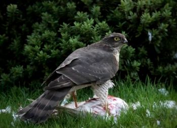 Sparrowhawk juv♀ Harlow Hill 28/01/2016 Malcolm Jones Sparrowhawk