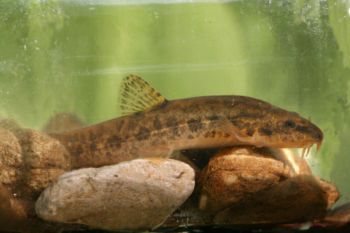 Stone Loach Crimple Beck, Pannal 11/05/2008 David Tipping Stone Loach