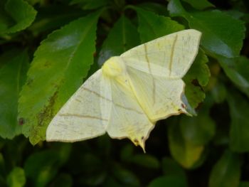 Swallow-tailed Moth, Sharow, near Ripon July 2015 Jill Warwick Swallow-tailed Moth