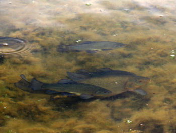Tench (spawning) Farnham GP 04/06/2007 David Tipping Tench, spawning