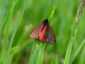 Cinnabar Moth Farnham 03/06/2010 Mike Smithson Cinnabar Moth