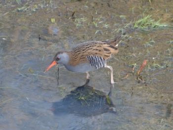 Water Rail Staveley 22/02/2014 Steve Abbott Water Rail