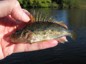 Ruffe Wetherby 24/10/2010 David Tipping Ruffe