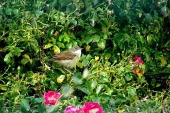 Common Whitethroat, Eastfield, Knaresborough 05/09/2012 Alan Medforth Common Whitethroat