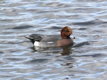 Wigeon, Farnham GP, S J Evison Wigeon