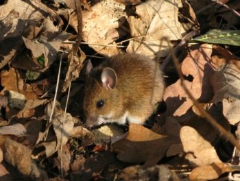Wood Mouse, Farnham GP, 17/02/2008 Sue Evison Wood Mouse