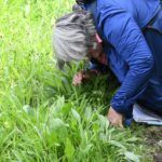 Checking a Fragrant Orchid, Waitby Greenriggs