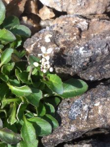 Leadwort (Alpine Pennycress) (Jack Upsall)