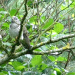 Cuckoo