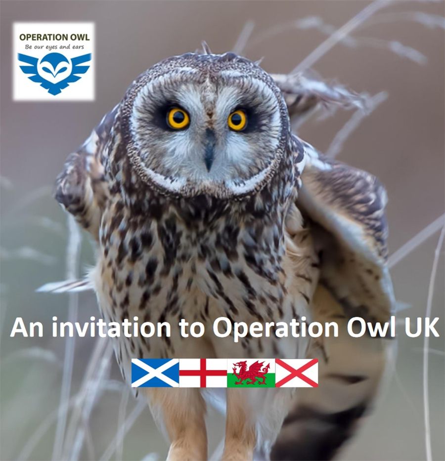 Operation Owl