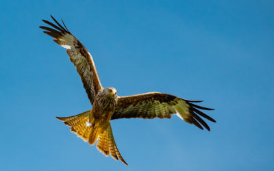 Nidderdale AONB Birds of Prey Evidence Report