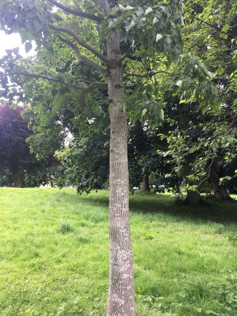 ‌Snake Bark Maple