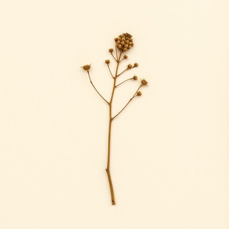 Acacia auriculiformis (Ear-Pod Wattle) — botanical photograph