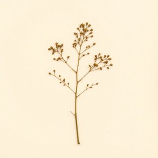 Acacia concinna (Shikakai) — botanical photograph