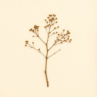 Acacia coriacea (Wiry Wattle) — botanical photograph