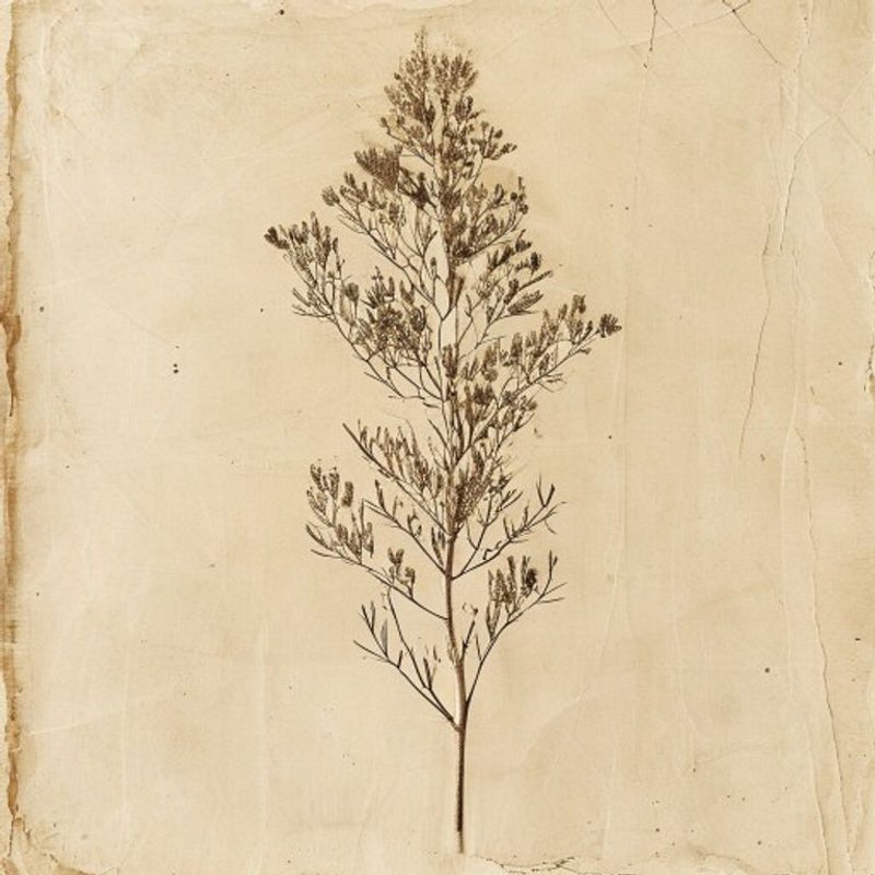 Blackwood