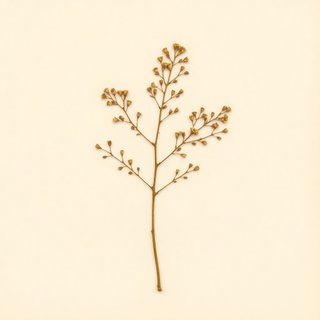 Acacia podalyriifolia (Acacia podalyriifolia) — botanical photograph