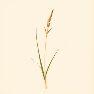 Acorus gramineus (Grass-leaved Sweet Rush) — botanical photograph
