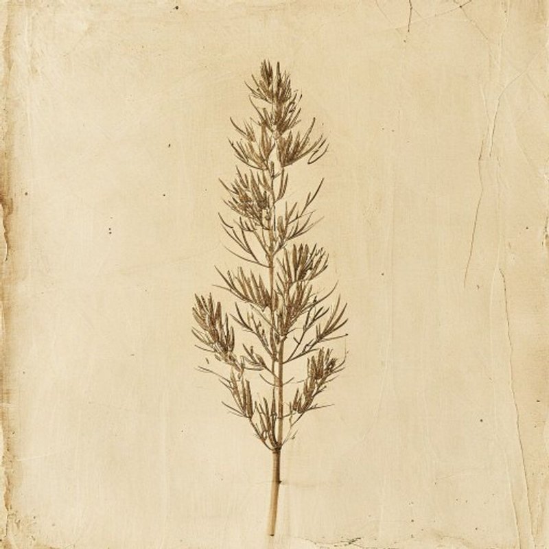 Acrocomia aculeata