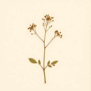 Actinidia holotricha (Actinidia holotricha) — botanical photograph