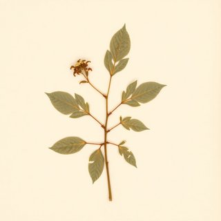 Actinidia kiusiana (Actinidia kiusiana) — botanical photograph