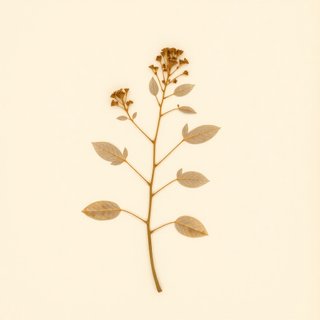 Actinidia longicauda (Actinidia longicauda) — botanical photograph