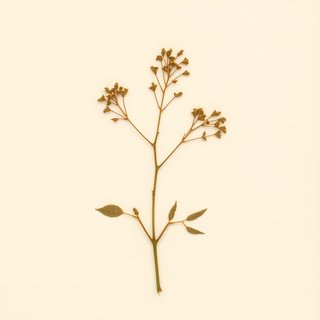 Actinidia trichogyna (Actinidia trichogyna) — botanical photograph