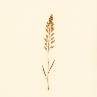 Aechmea magdalenae (Pingwing Ixtle) — botanical photograph