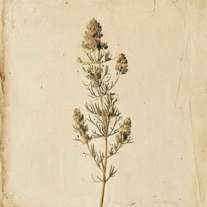 Agastache foeniculum (Anise Hyssop) — botanical photograph