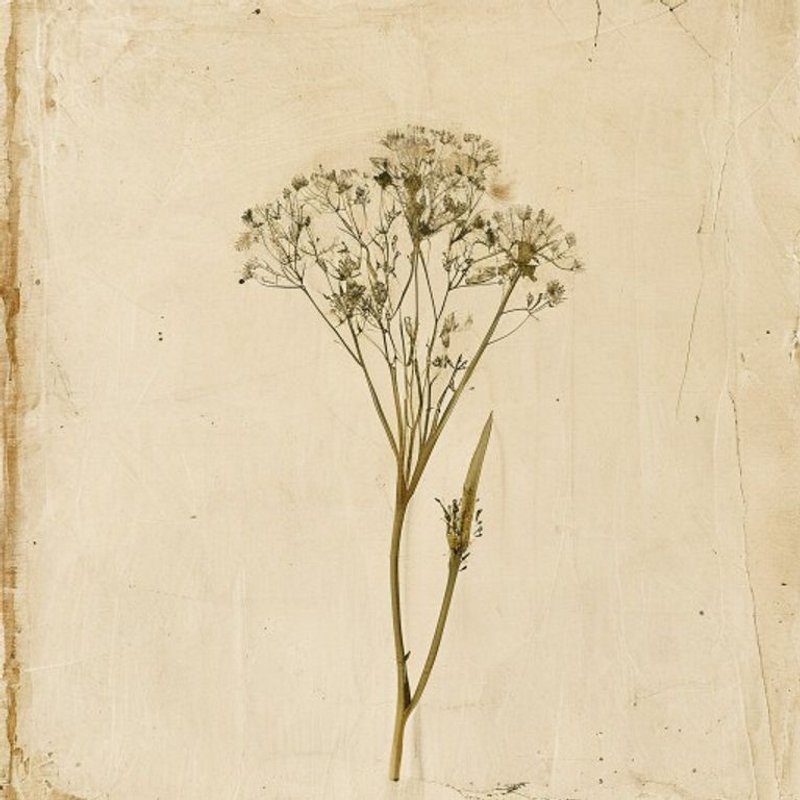 Mountain Dandelion