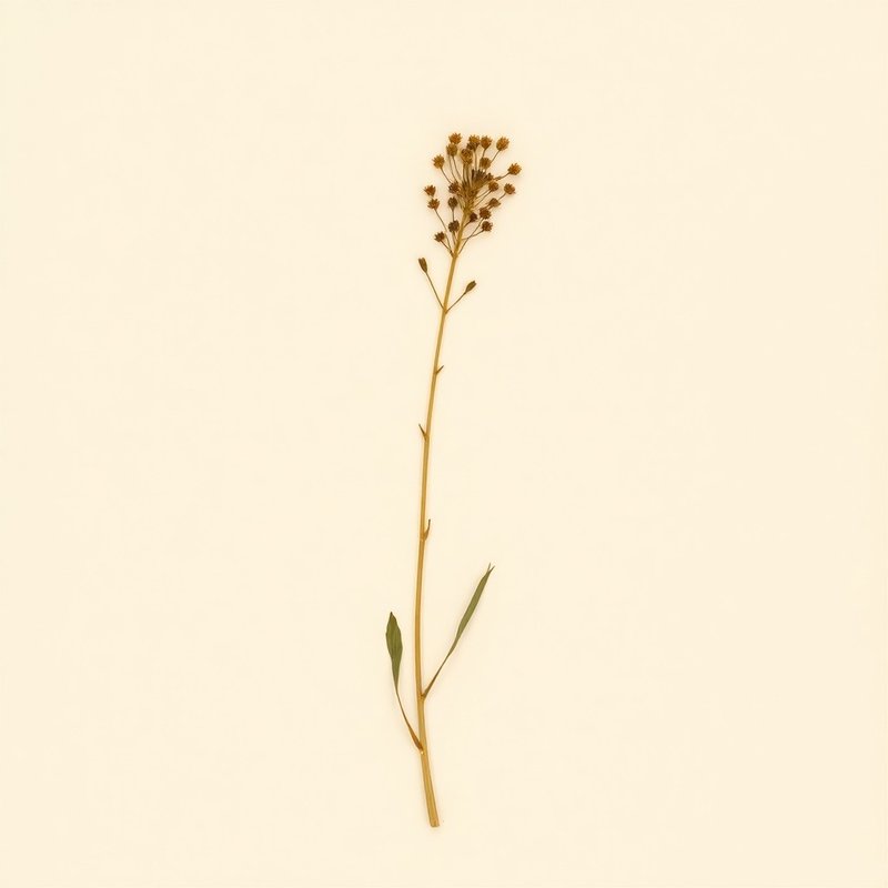 Hairy Agrimony