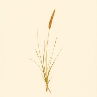 Agrostis perennans (Upland Bent) — botanical photograph