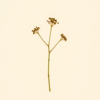 Akebia x pentaphylla (Akebia x pentaphylla) — botanical photograph